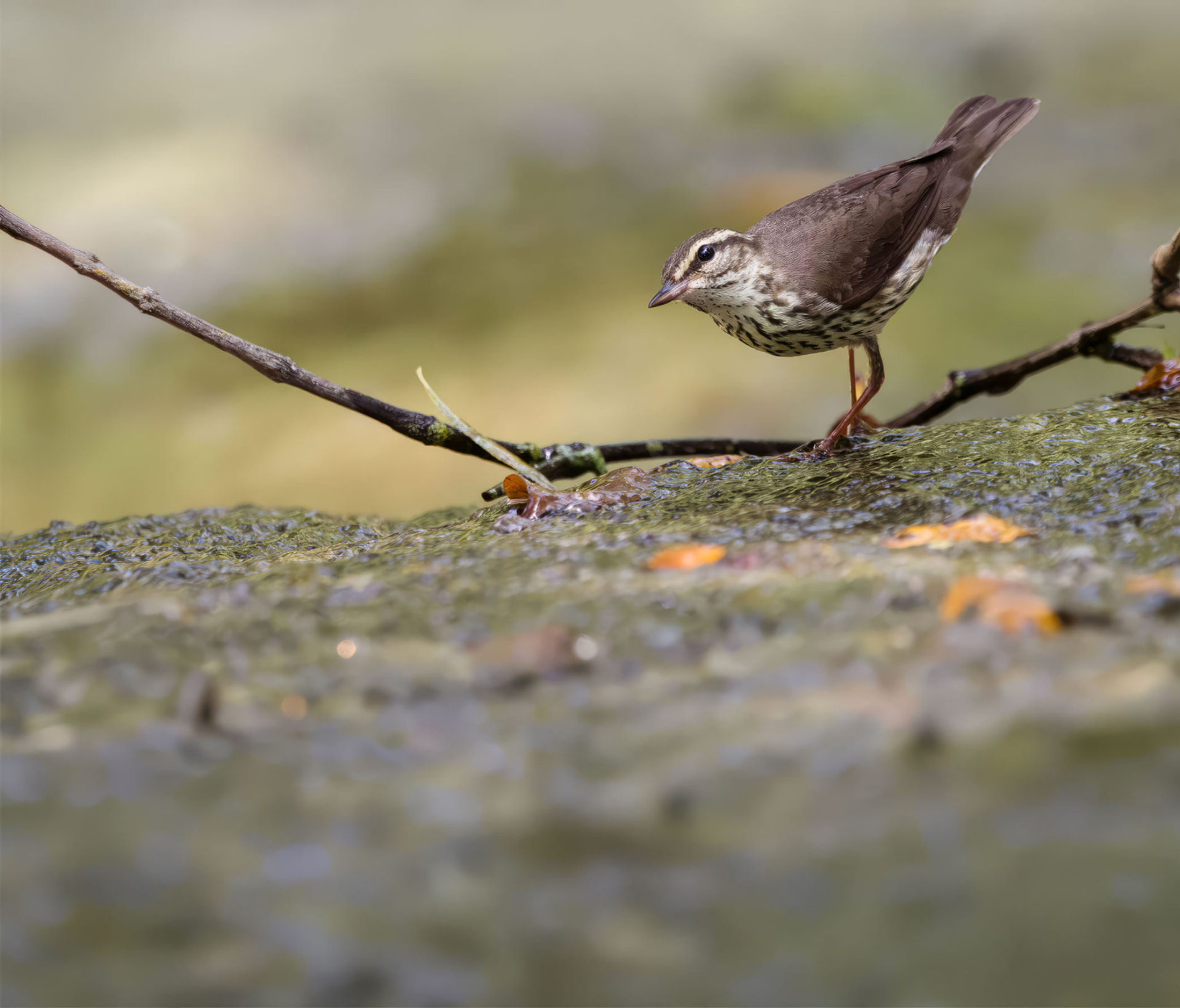 A Northern Waterthrush standing on a mossy, wet rock beside a stream